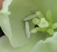 Bogus Yucca Moth thumbnail 4