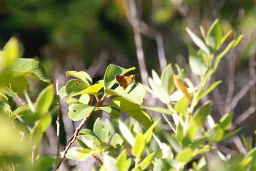 Rural Skipper