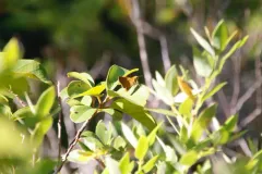 Rural Skipper thumbnail 1