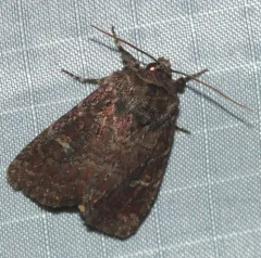Goodell's Arches Moth thumbnail 4