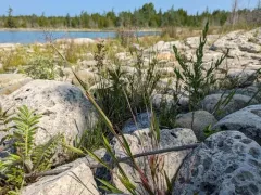 Lindheimer's Panicgrass thumbnail 4