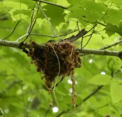Acadian Flycatcher thumbnail 3