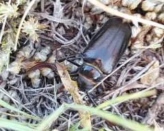 Prionus fissicornis thumbnail 3