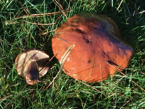 Pungent Slippery Jack