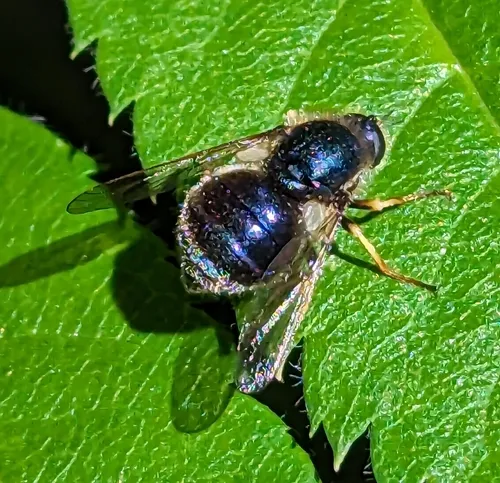 Eulonchus tristis