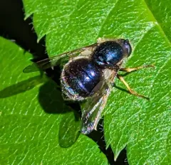 Eulonchus tristis thumbnail 1