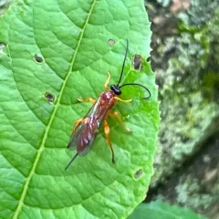 Theronia hilaris thumbnail 4