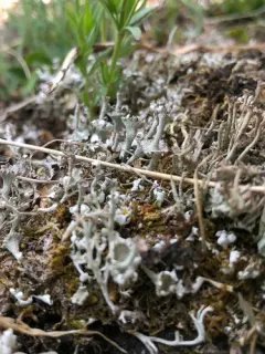 Large-leaved Cladonia thumbnail 1
