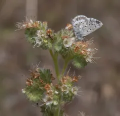 Arrowhead Blue thumbnail 2