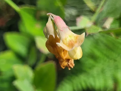 Sulphur pea