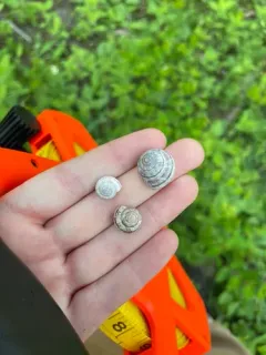 Subalpine Mountainsnail thumbnail 4