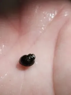 Olympia Pebblesnail thumbnail 3