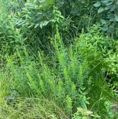 Chinese bushclover thumbnail 4