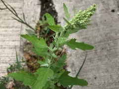 Fig-leaved Goosefoot thumbnail 2