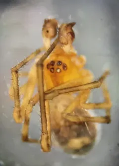 Different Cobweb Spider thumbnail 3