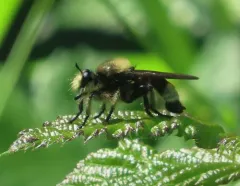 Laphria columbica thumbnail 3