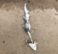 Sand Tiger Shark thumbnail 4