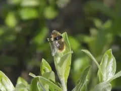 Reindeer Nose Botfly thumbnail 2
