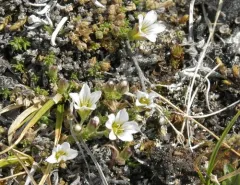 Arctic Stitchwort thumbnail 3