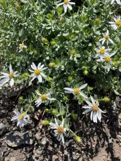Gorman's Aster thumbnail 3