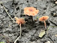 Laccaria ohiensis thumbnail 3