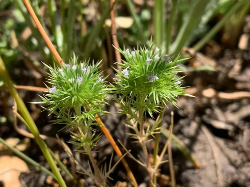 Willamette Navarretia