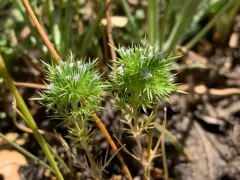 Willamette Navarretia thumbnail 1