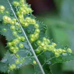 Cystiphora sonchi thumbnail 3
