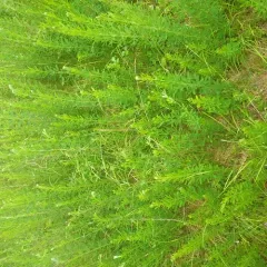 Chinese bushclover thumbnail 2