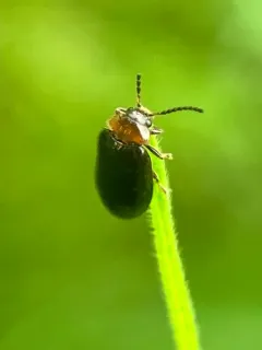 Nyholmia collaris thumbnail 3