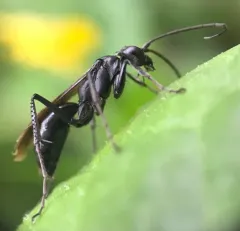 Priocnemis minorata thumbnail 3