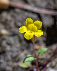 Stalk-leaved Monkeyflower thumbnail 3