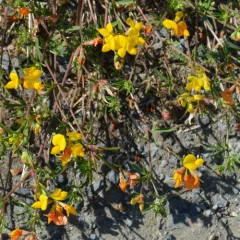 narrow-leaf bird's-foot trefoil thumbnail 4