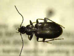 Agonum consimile thumbnail 2