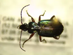 Agonum errans thumbnail 4
