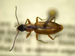 Agonum nigriceps thumbnail 4
