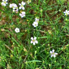 Tunicflower thumbnail 2