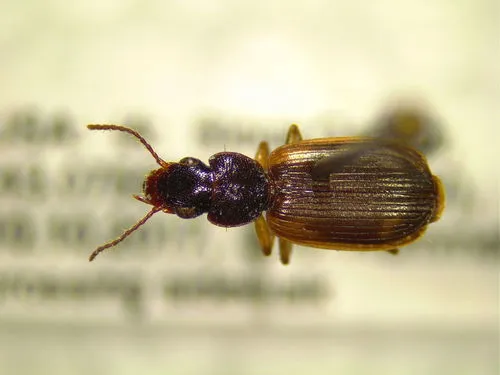 Apenes sinuata
