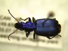 Philophuga viridis thumbnail 2
