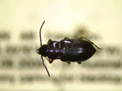 Trachypachus inermis thumbnail 2