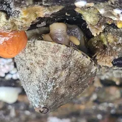 Rough Keyhole Limpet thumbnail 2