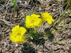lavenderleaf sundrops thumbnail 3