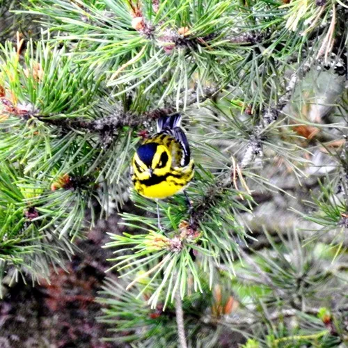 Townsend's Warbler