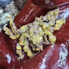 Graceful Decorator Crab thumbnail 3