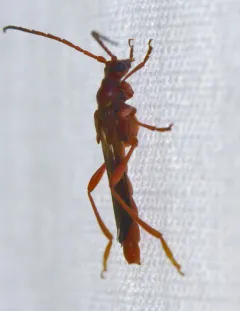 Necydalis diversicollis thumbnail 4