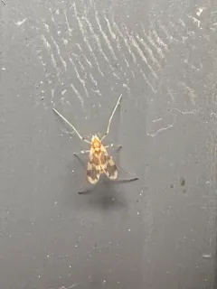 Rheopelopia paramaculipennis thumbnail 4