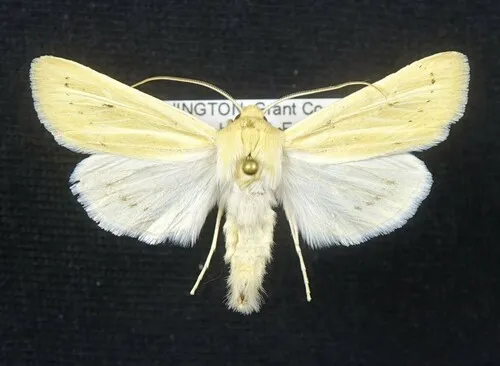 Columbia Dune Moth