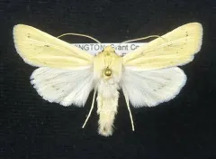 Columbia Dune Moth thumbnail 1