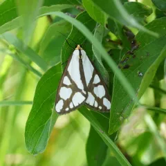 Reversed Haploa Moth thumbnail 4