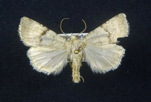 Euxoa annulipes